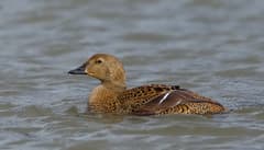 King Eider