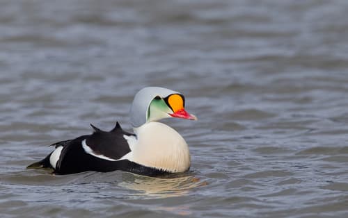 King Eider