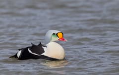 King Eider