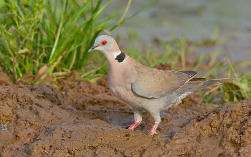 Mourning Collared Dove