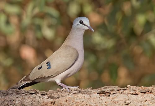 Black-billed Wood-Dove