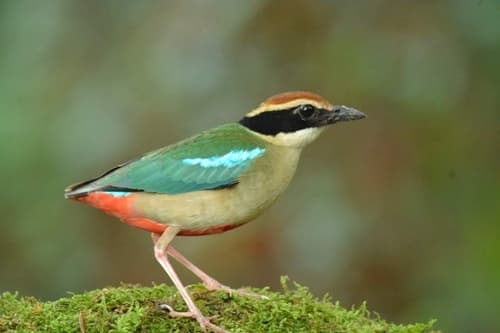 Fairy Pitta