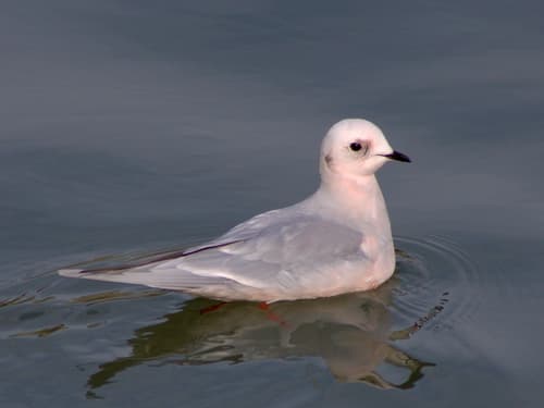 Ross's Gull