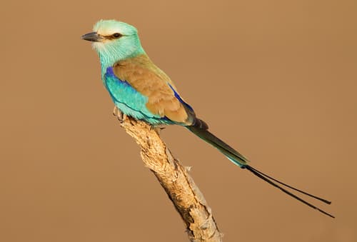 Abyssinian Roller