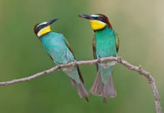 European Bee-eater