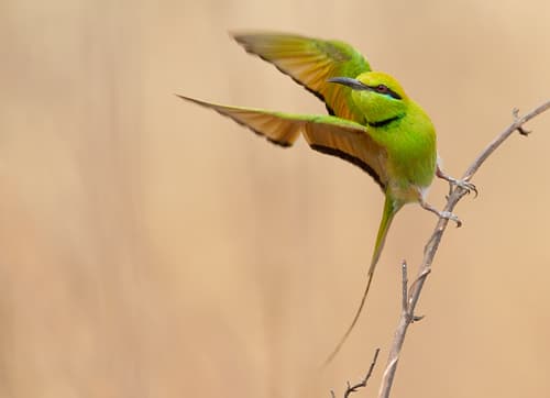 African Green Bee-eater
