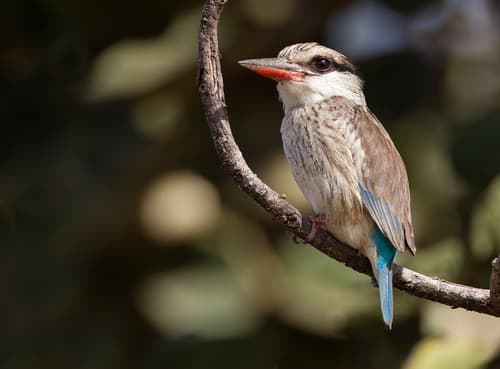 Striped Kingfisher