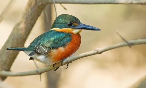 American Pygmy Kingfisher