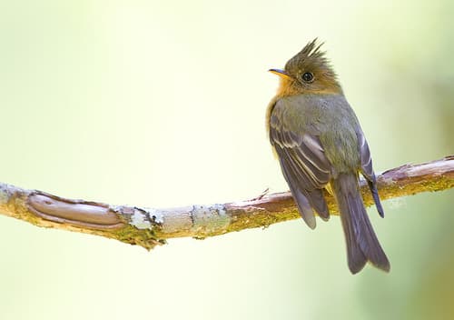 Tufted Flycatcher