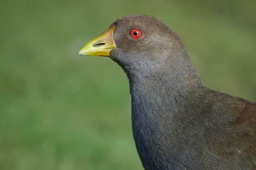 Tasmanian Nativehen