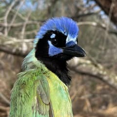 Green Jay