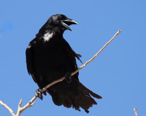 Chihuahuan Raven