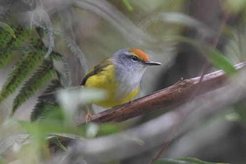 Mountain Tailorbird