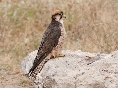 Lanner Falcon