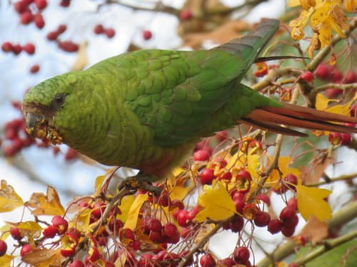 Austral Parakeet