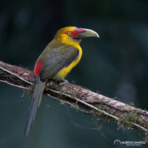 Saffron Toucanet
