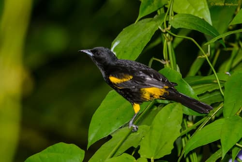 Cuban Oriole