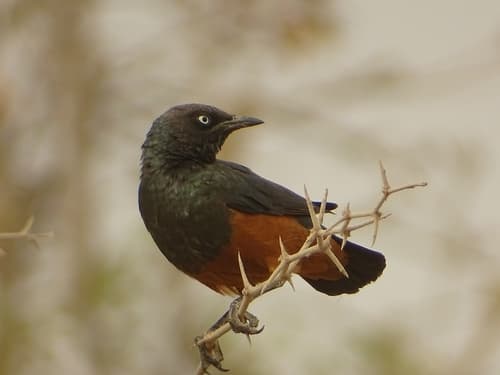Chestnut-bellied Starling