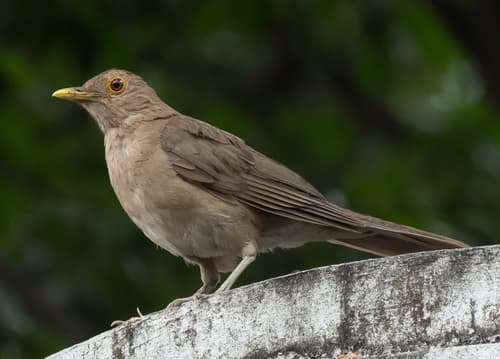 Ecuadorian Thrush
