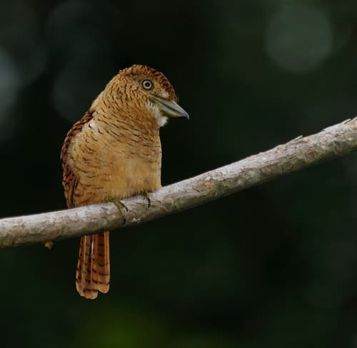 Barred Puffbird