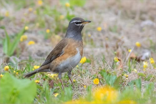 Eyebrowed Thrush