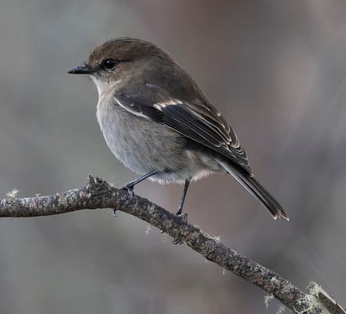 Dusky Robin