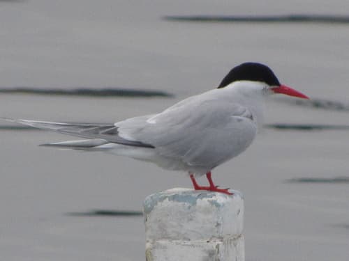 South American Tern
