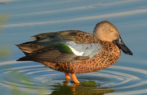 Cape Shoveler