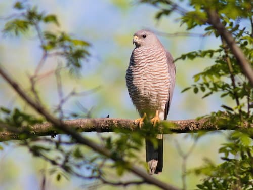 Levant Sparrowhawk