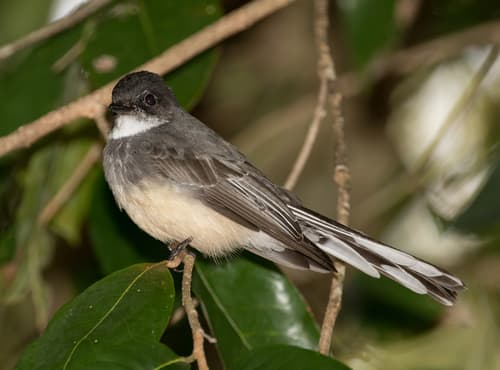 Northern Fantail