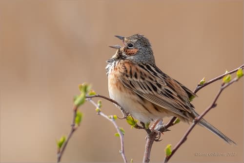 Chestnut-eared Bunting