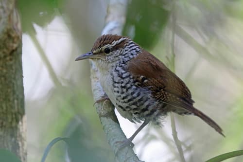 Banded Wren