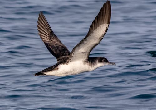 Manx Shearwater
