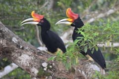 Rhinoceros Hornbill
