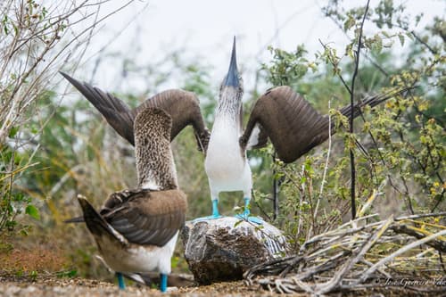Blue-footed Booby