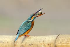 Common Kingfisher