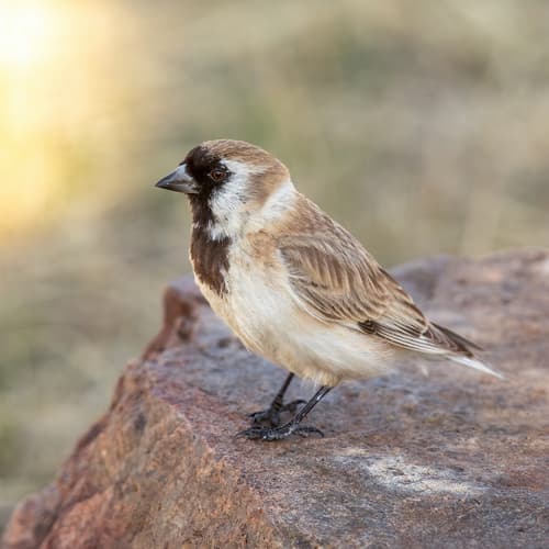 Pere David's Snowfinch