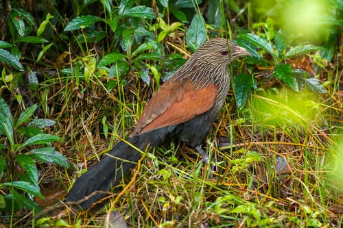 Madagascar Coucal