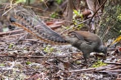 Superb Lyrebird