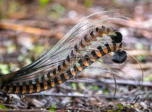 Superb Lyrebird