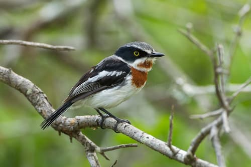 Chinspot Batis
