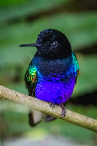 Velvet-purple Coronet