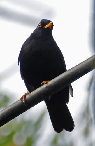 Glossy-black Thrush