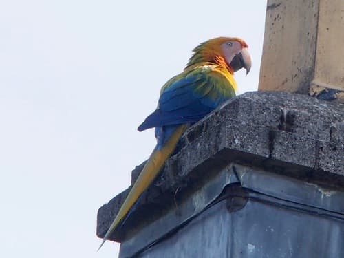 Scarlet Macaw