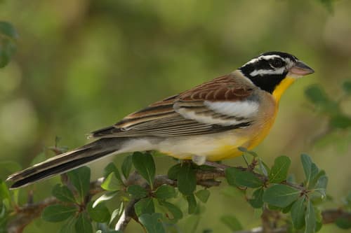 Golden-breasted Bunting
