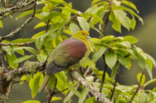 Wedge-tailed Green-Pigeon