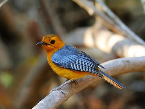 Red-capped Robin-Chat