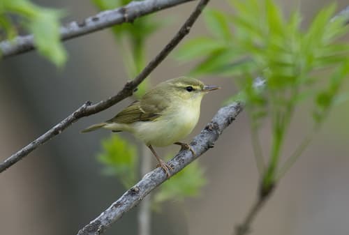 Green Warbler