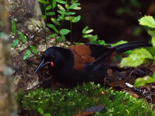 South Island Saddleback
