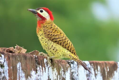 Spot-breasted Woodpecker